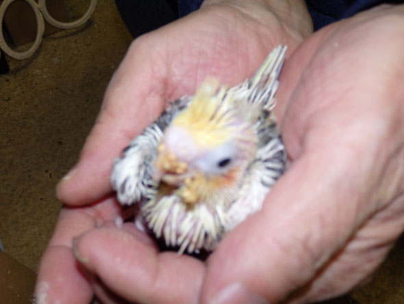 福岡県手乗りインコ小鳥販売店ペットミッキン 手乗りオカメインコパイドのヒナが仲間入りしました。