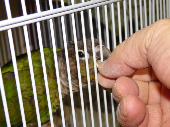 福岡手乗りインコ小鳥販売店ペットミッキンに手乗りウロコインコヒナが仲間入りしました。