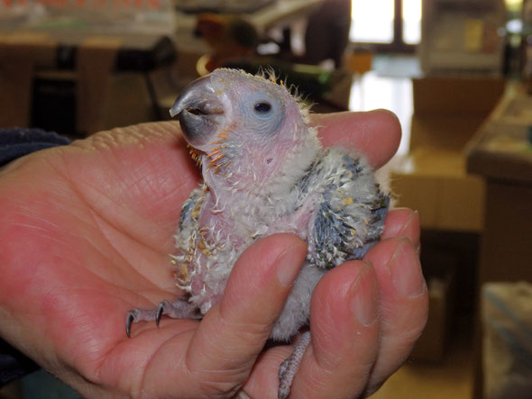 福岡県手乗りインコ小鳥販売店ペットショップミッキン　手乗りコガネメキシコインコのヒナが仲間入りしました。