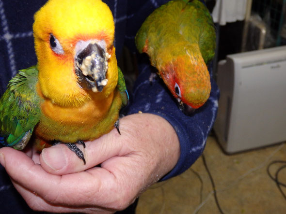福岡県手乗りインコ小鳥販売店ペットショップミッキンに手乗りナナイロメキシコインコのヒナが仲間入りしました。