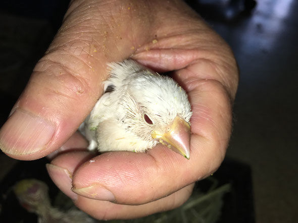 福岡県手乗りインコ小鳥販売店ペットミッキン　手乗りパステルライトシルバー文鳥のヒナが仲間入りしました。