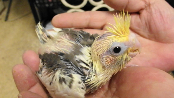 福岡県手乗りインコ小鳥販売店ペットミッキン 手乗りオカメインコパールのヒナが仲間入りしました。