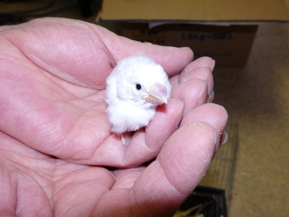 福岡県手乗りインコ小鳥販売店ペットショップミッキン手乗り白文鳥ヒナが仲間入りしました。