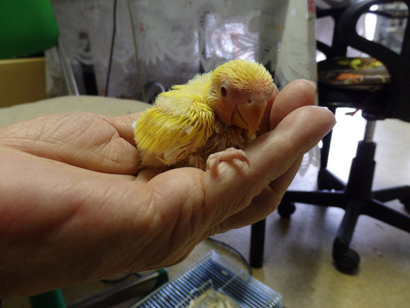 福岡県手乗りインコ小鳥販売店ペットショップミッキンに手乗りルチノコザクラインコのヒナが仲間入りしました。