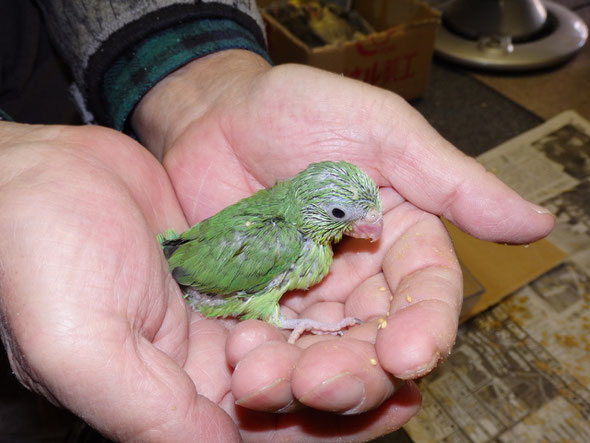 福岡県手乗りインコ小鳥販売店ペットショップミッキンに手乗りマメルリハインコのヒナが仲間入りしました。