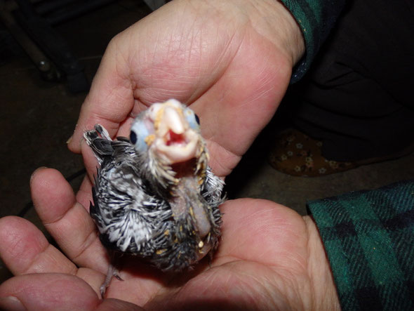 手乗りホワイトフェイスパールオカメインコのヒナが仲間入りしました。