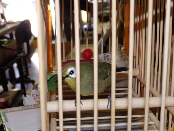 福岡県手乗りインコ小鳥販売店ペットショップミッキン アフリカヤマメジロが仲間入りしました。