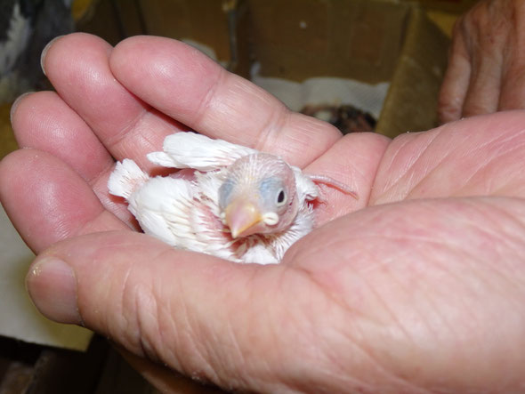 福岡県手乗りインコ小鳥販売店ペットショップミッキンに手乗り文鳥のヒナが仲間入りしました。