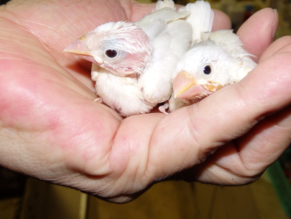 福岡県手乗りインコ小鳥販売店ペットショップミッキン 手乗り白文鳥ヒナが仲間入りしました