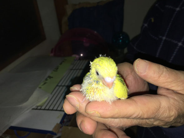 福岡県手乗りインコ小鳥販売店ペットミッキン 手乗りセキセイインコのイエローのヒナが仲間入りしました。