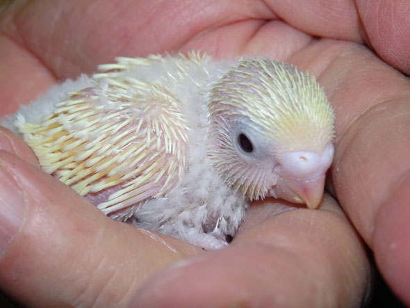 福岡県手乗りインコ小鳥販売店ペットショップミッキン 手乗りライトイエローの高級セキセイインコのヒナが仲間入りしました。