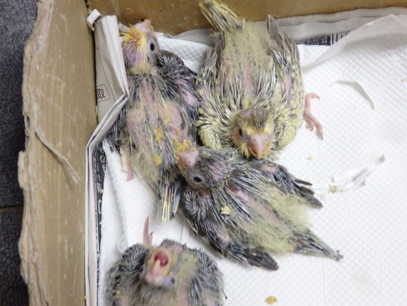福岡県手乗りインコ小鳥販売店ペットショップミッキン オカメインコ続々仲間入り中です。