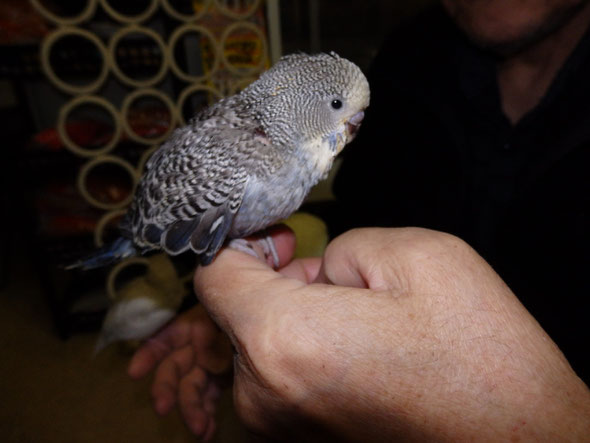 手乗りブライアン系のジャンボセキセイインコヒナが仲間入りしました。