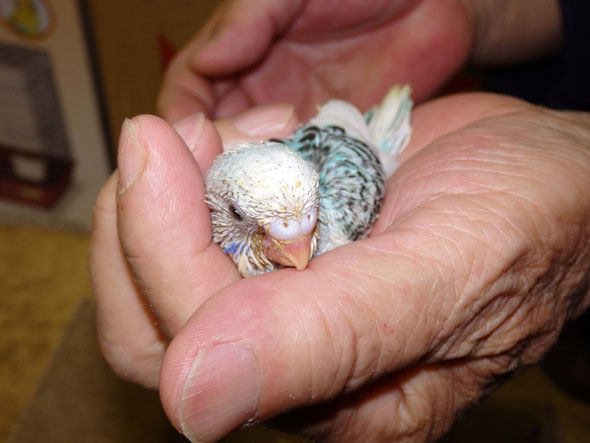 福岡県手乗りインコ小鳥販売店ペットショップミッキンに手乗りセキセイインコが仲間入りしました。