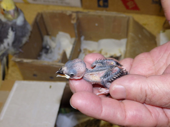 福岡県手乗りインコ小鳥販売店ペットショップミッキンに手乗り文鳥のヒナが仲間入りしました。