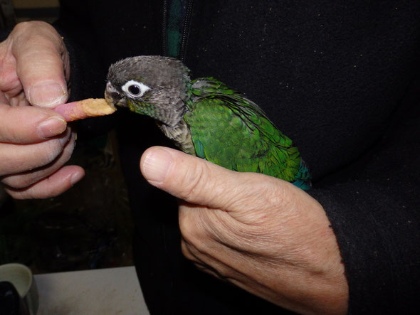 福岡手乗りインコ小鳥販売店ペットミッキンに手乗りウロコインコインコが仲間入りしました。