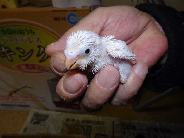 高級セキセイインコに分類されます。