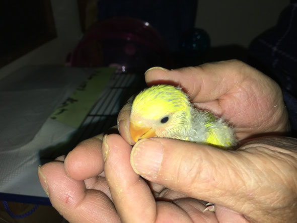 福岡県手乗りインコ小鳥販売店ペットミッキン 手乗りコザクラインコのタイガーチェリーのヒナが仲間入りしました。