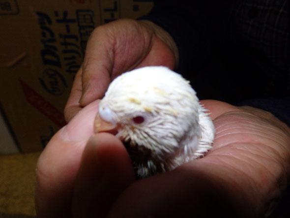 福岡県手乗りインコ小鳥販売店ペットショップミッキンに手乗りアルビノセキセイインコのヒナが仲間入りしました。