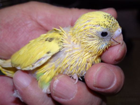 ペットミッキンに手乗り高級セキセイインコのヒナが仲間入りしました。