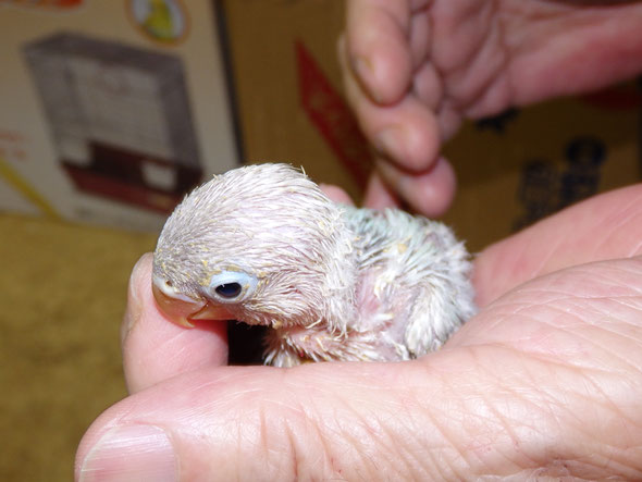 福岡県手乗りインコ小鳥販売店ペットショップミッキン　手乗り白ボタンインコのヒナが仲間入りしました。