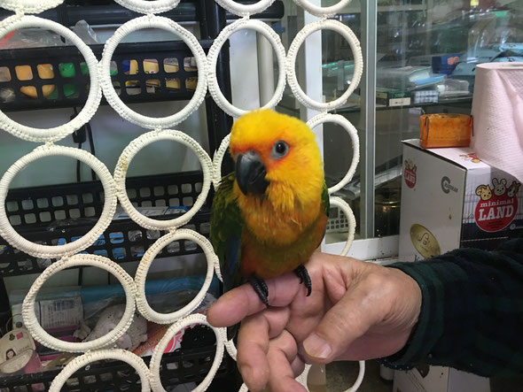 福岡県手乗りインコ小鳥販売店ペットミッキン　手乗りナナイロメキシコインコのヒナが仲間入りしました。