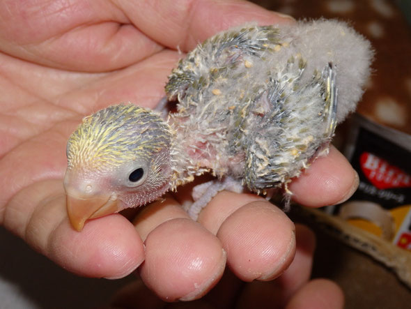 福岡県手乗りインコ小鳥販売店ペットミッキンに手乗りコザクラインコのヒナが仲間入りしました。