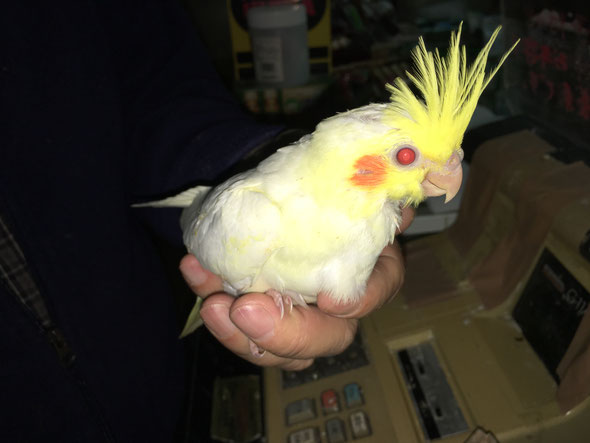 福岡県手乗りインコ小鳥販売店ペットショップミッキンに手乗りルチノーオカメインコのヒナが仲間入りしました。