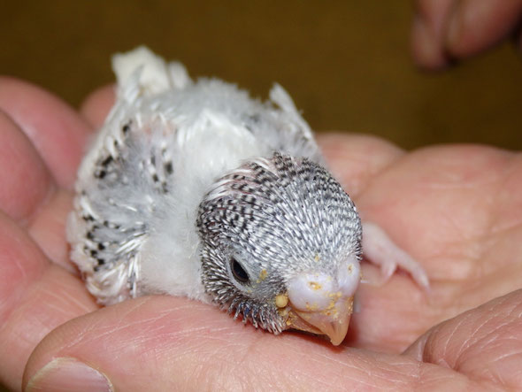 福岡県手乗りインコ小鳥販売店ペットミッキン　手乗りセキセイインコのヒナの巣上げ