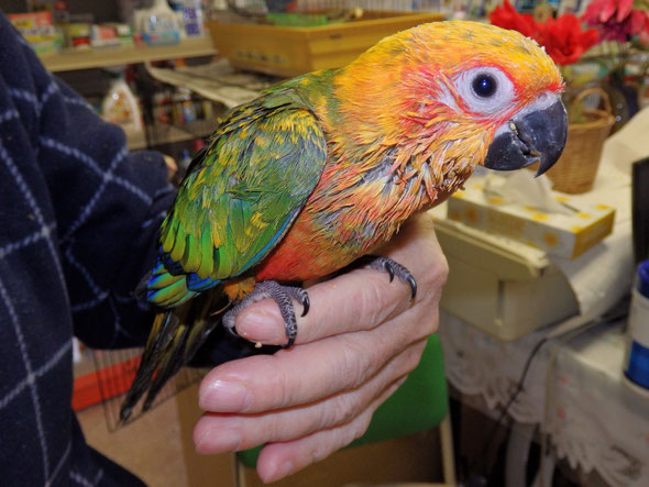 福岡県手乗りインコ小鳥販売店ペットショップミッキンに手乗りナナイロ（七色）メキシコインコヒナが仲間入りしました。