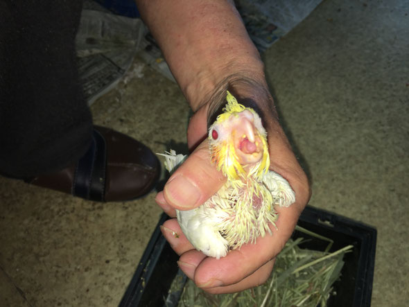 福岡県手乗りインコ小鳥販売店ペットミッキン 手乗りールチノーオカメインコのヒナ仲間入りしました。 只今、福岡市福岡空港から到着しました。