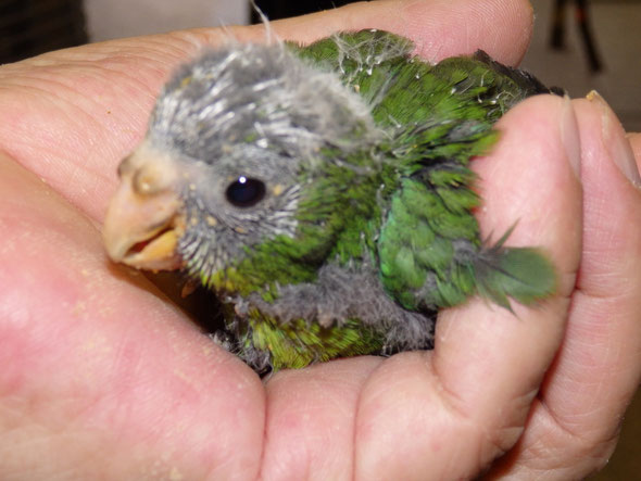 福岡県手乗り手乗りインコ小鳥販売店ペットミッキンに手乗りアオハシインコが仲間入りしました。