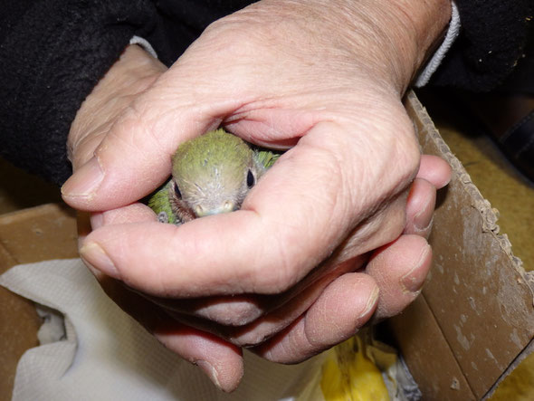 福岡県手乗りインコ小鳥販売店ペットショップミッキンに手で隠した手乗りインコヒナが仲間入りしました。