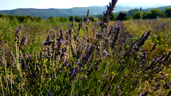 lavandin en fin de floraison