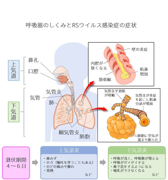 呼吸器のしくみ,RSウイルス