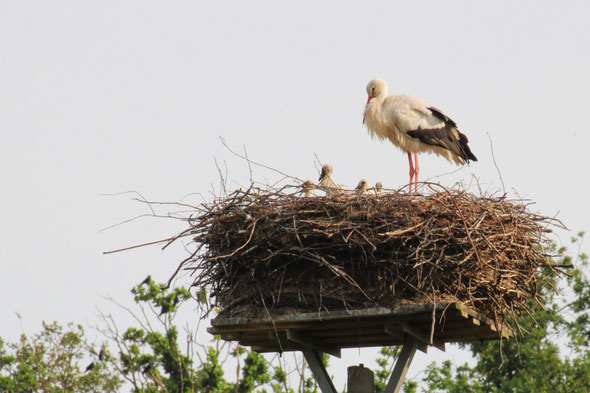 Foto: J. Stürmer