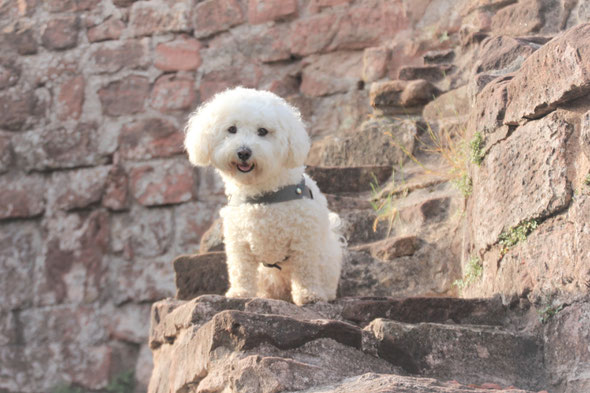 Bichon frisé Molly and Stitch Geschirr