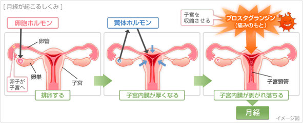 月経のしくみ