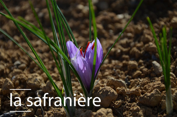 Fleur de safran à Ossès au Pays-Basque