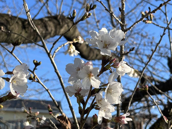 自宅前の桜並木。咲き始めてきました。