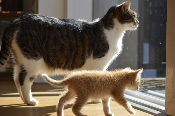 Katzen im Haus - Massivholz, Wohnhaus, Einfamilienhaus, Zuhause, Architektenhaus, Tiere Garten, Planung, Reinigung, Hygiene im Fertighaus, Tierhaltung Massivhaus, Tiere im Schwedenhaus, Vogel im Haus, Blockbohlenhäuser