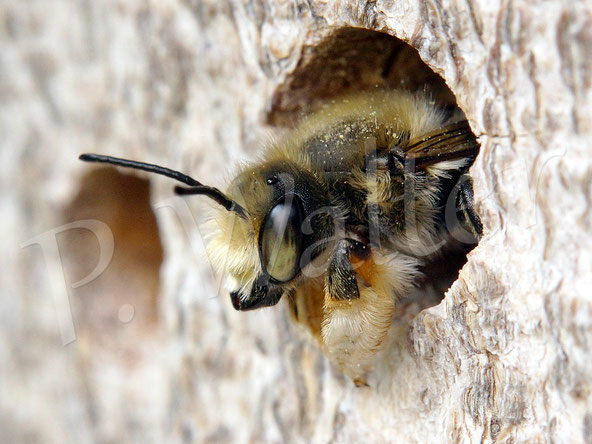 Bild: Garten-Blattschneiderbiene, Megachile willughbiella, Männchen, Bohrloch