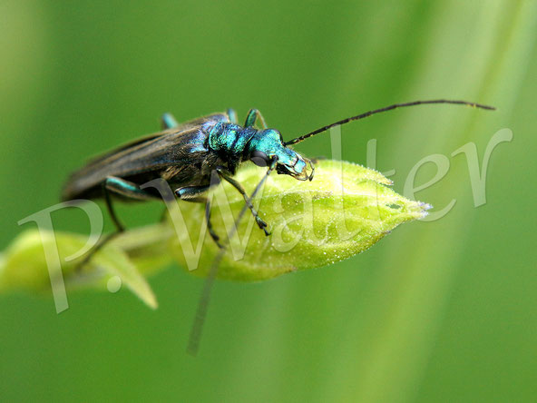 Bild: Blaugrüner Schenkelkäfer, Grüner Scheinbockkäfer, Oedemera nobilis, Käfer, bug, Swollen-thighed Beetle,  false oil beetle, thick-legged flower beetle