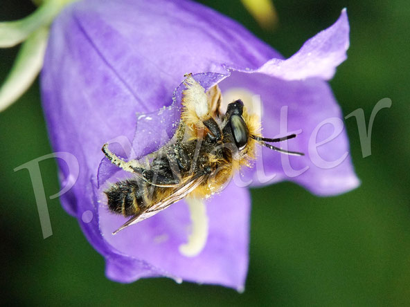 Bild: Garten-Blattschneiderbiene, Megachile willughbiella, blaue Blüte, Pfirsichblättrige Glockenblume, Campanula persicifolia