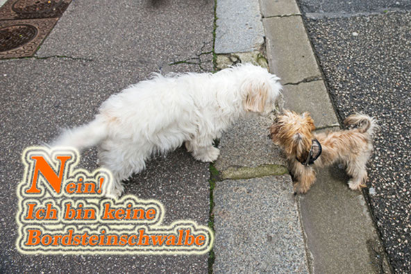 Bolonka Zwetna Hündin Raya am Straßenrand.