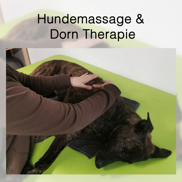 Leistungen fitdoggs Hundephysiotherapie Emmendingen