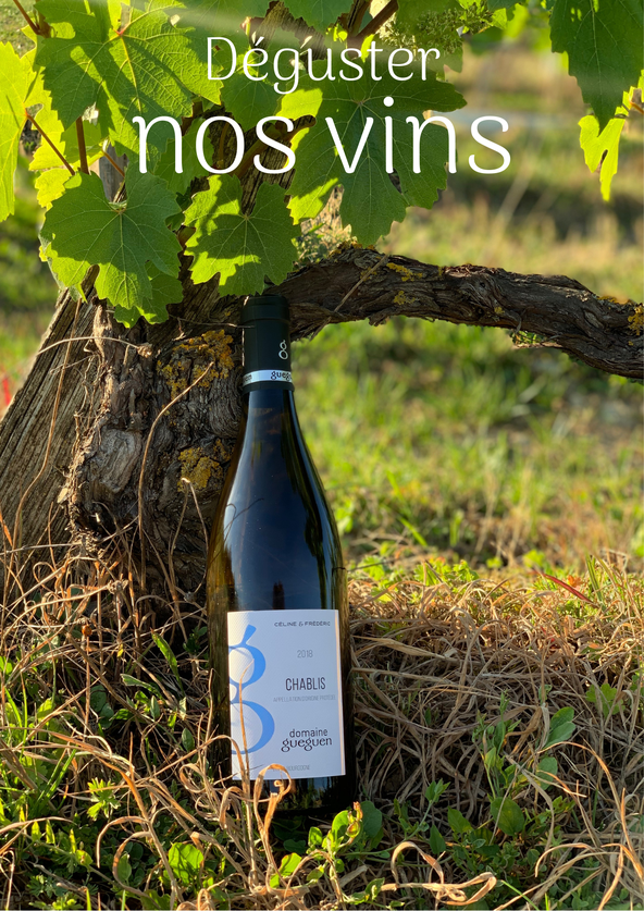 Vignoble de Chablis en Bourgogne, Chablis, Dégustation Domaine Celine