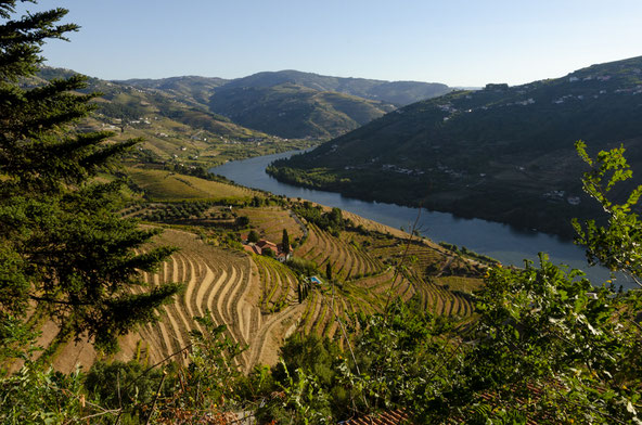 Port Wine