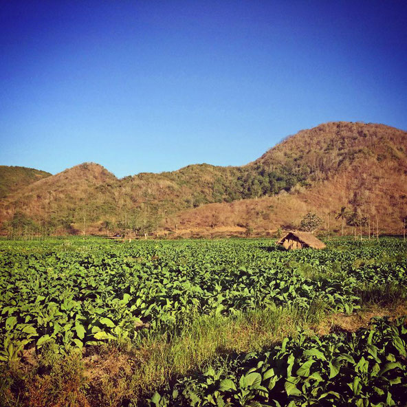 Champs de Tabac à Lombok