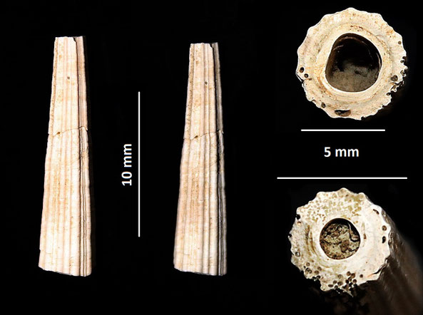 Dentalium inaequicostatum, Quattro Castella (RE)